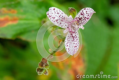 Toad lily Tricyrtis formosana speckled flower and buds Stock Photo
